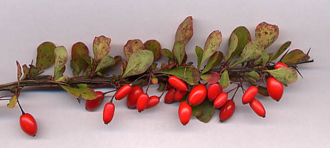 Berberis thumbergia atropurpurea